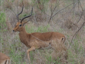 Hluhluwe-Umfolozi Park